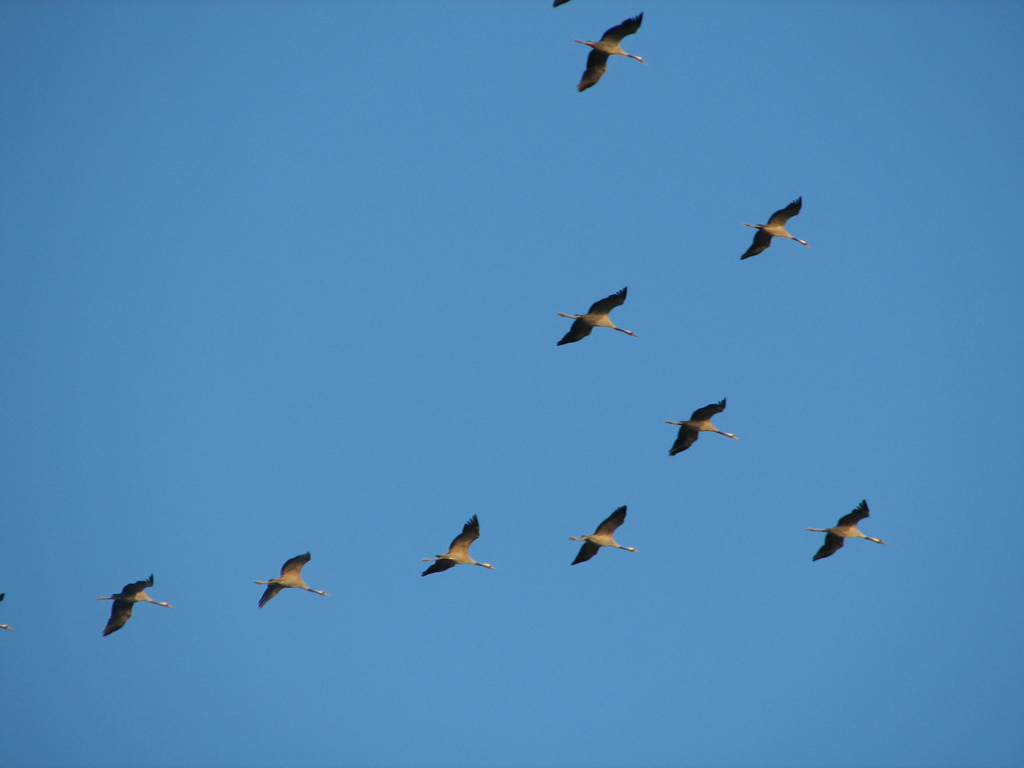 IMG_1760 Vliegende vogels