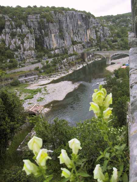 Gele bloemen voor een uitzicht op een rivier met rotswanden