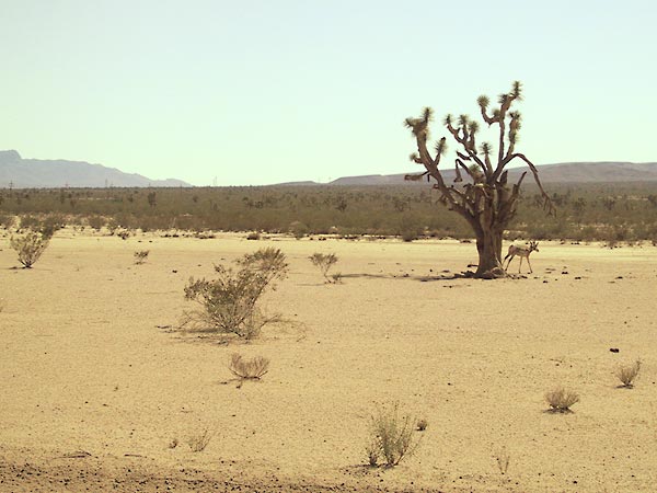 Antilope bij eenzame Yoshua Tree