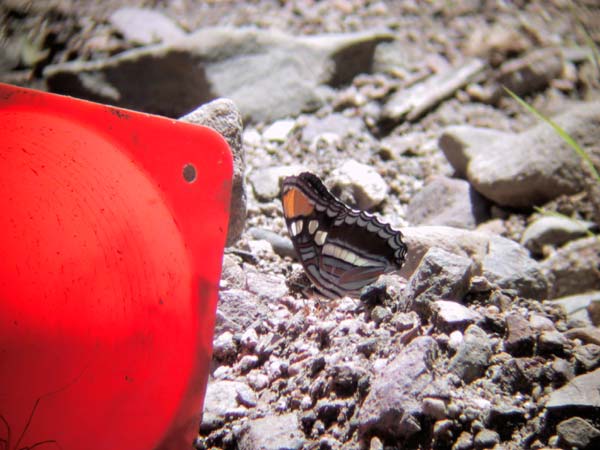 Zwart-wit-oranje vlinder naast omgevallen rode pilon