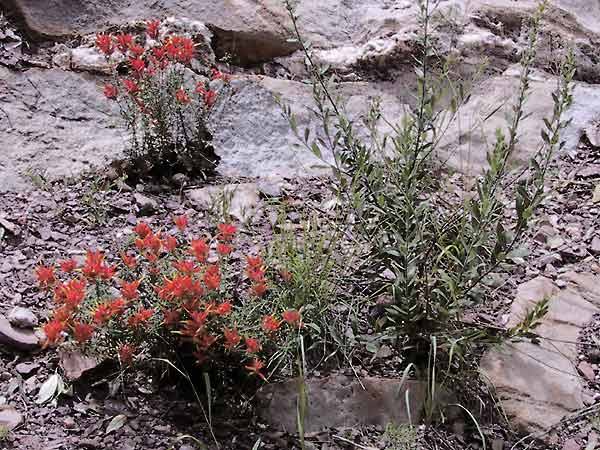 Rode bloemen uit kale rotsen