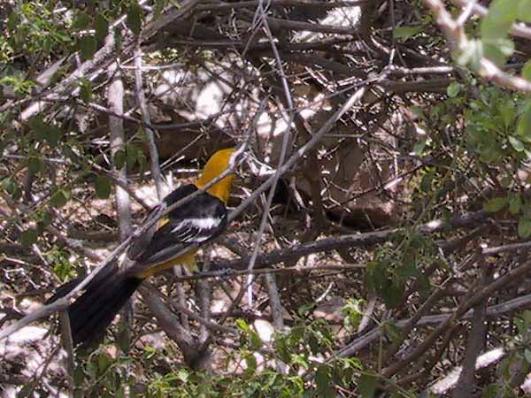 Zwart-gele vogel tussen takken