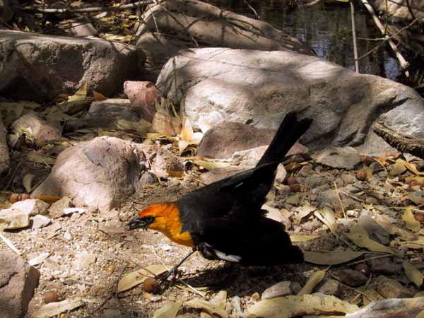 Zwarte vogel met oranje kop en borst