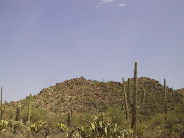 Verschillende cactussen op een heuvel