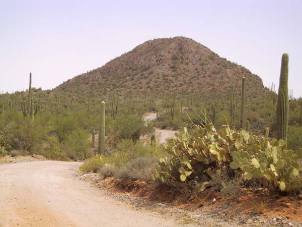 Zandweg slingerend tussen de cactussen