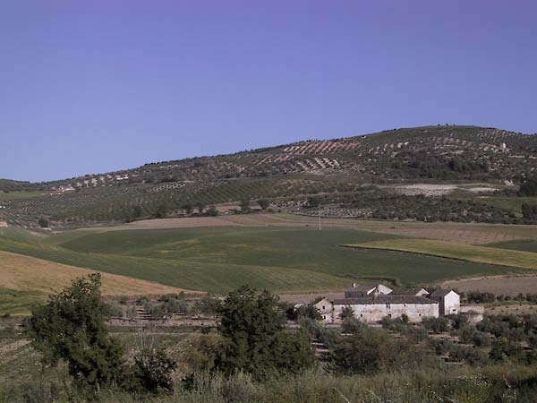 Oude boerderij, met olijfbomenheuvel op de achtergrond