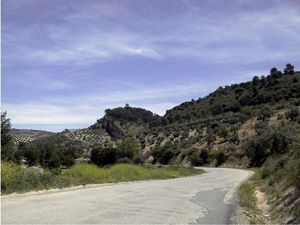 Heuvels met regelmatig patroon van olijfbomen, bloemen in de berm