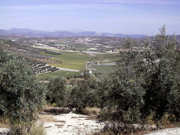 Zicht over heuvelig landschap met olijfbomen, wieden en woeste gronden