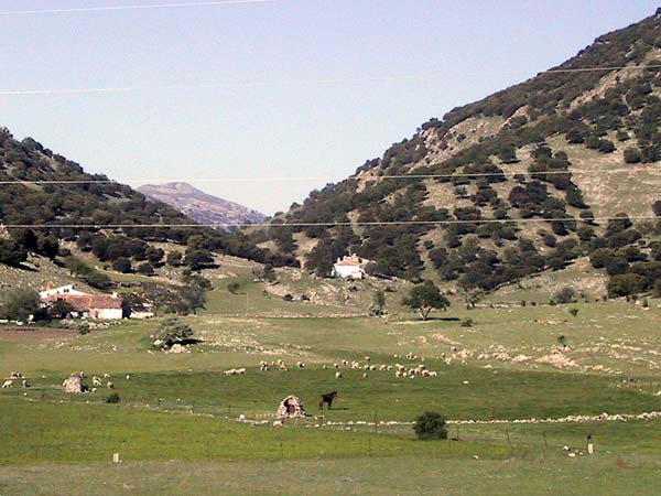 Gras met schapen en paard, en hoge spaarzaam begroeide bergen aan weerszijden
