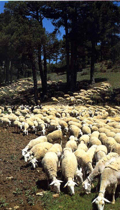 Kudde schapen tussen de bomen