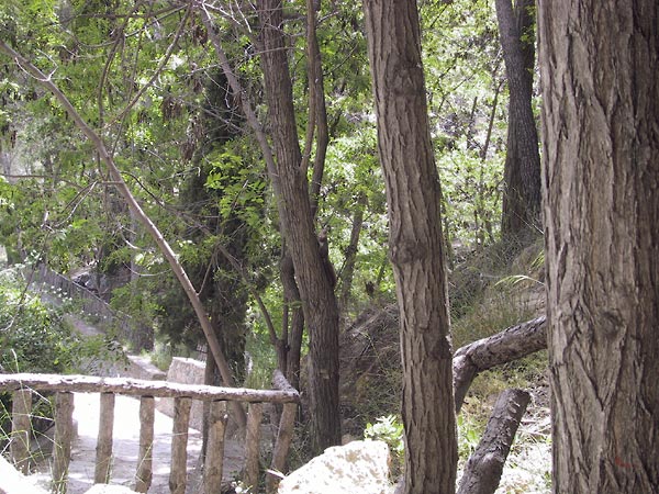 pad met houten relinkje tussen naaldbomen