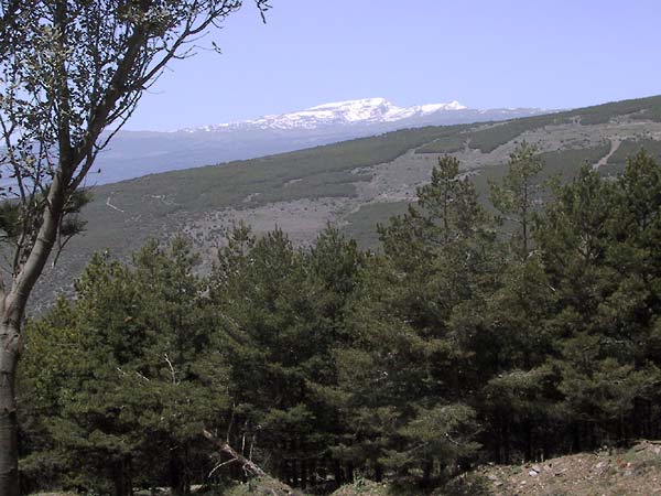 Bos op voorgrond, groene berg daarachter, berg vol sneeuw nog verder