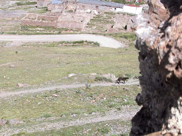Hazewindhond loopt langs de flank van de heuvel