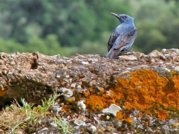 Blue bird on orange rock