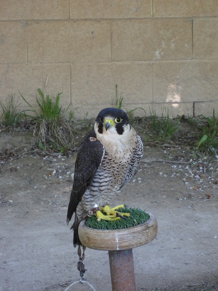 Falco peregrinus