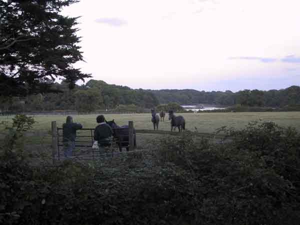 Paarden rennen naar het hek toe