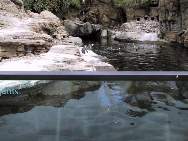 Pinguins waggelen over rots naar het water