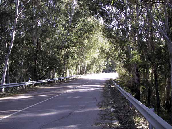 Weg in de schaduw van Eucalyptusbomen