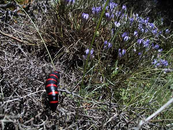 Blauwe bloemetjes en zwart-rood insect