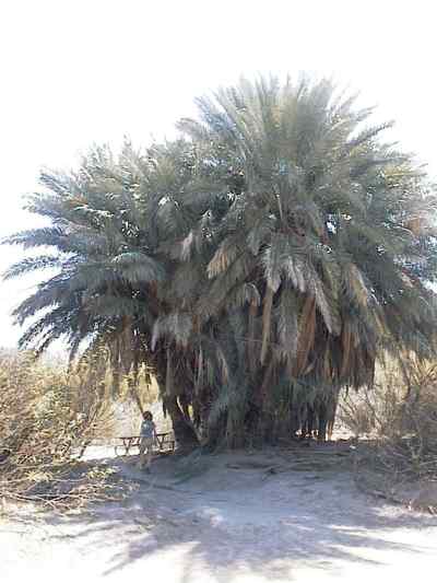 Very big palm tree