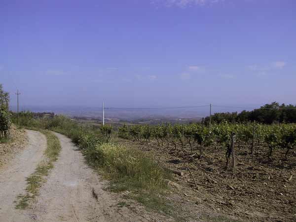 Onverhard pad langs wijngaard