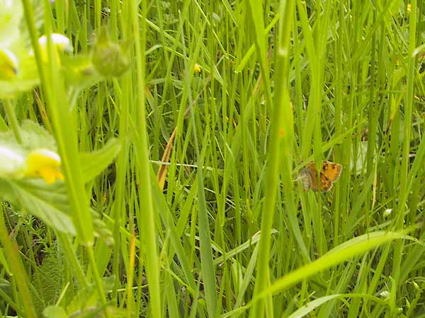 Vlinder in het gras