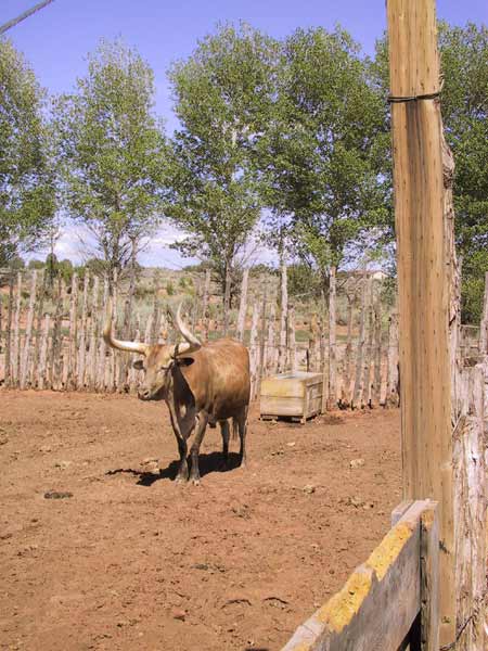 Bruine koe met hele lange horens