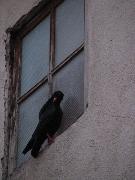 Zwarte vogel met rode snavel en poten