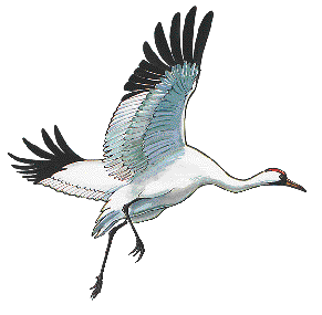 White Crane