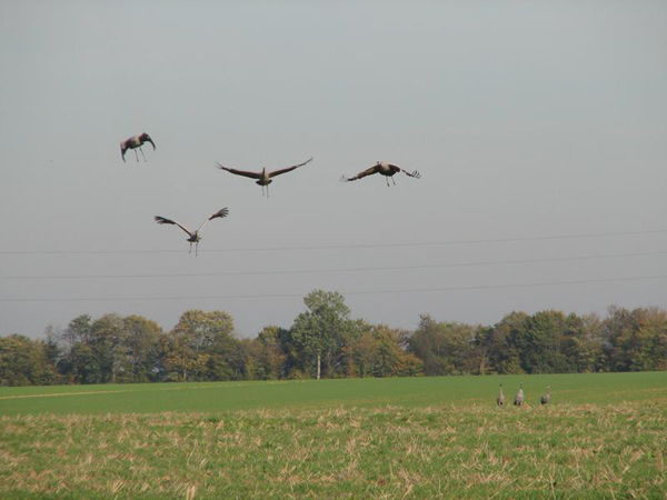 Opvliegende Kraanvogels