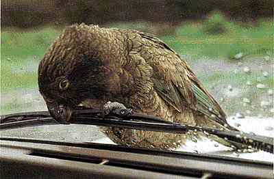 Kea, nibbling on a whiper