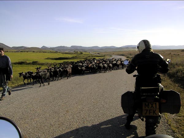 Kudde schapen en motor