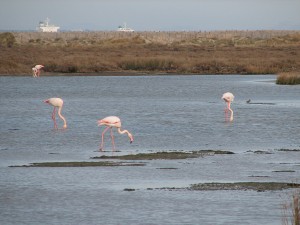 Roze flamingo's