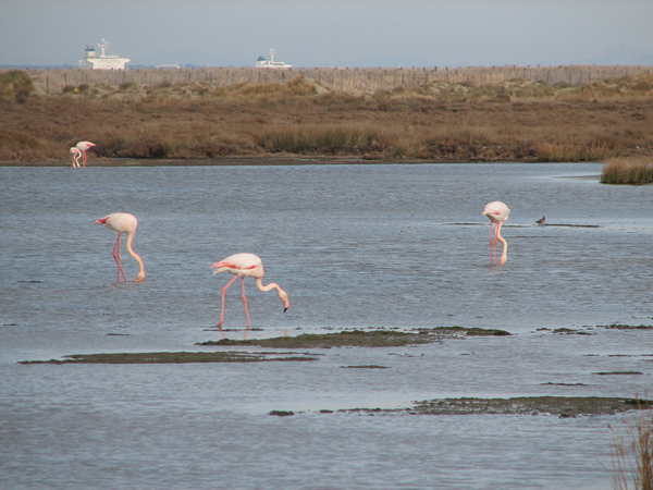 Roze flamingo's