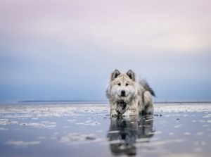 Hond in water