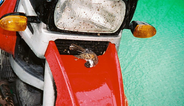 Red and white R1100GS with a dead bird