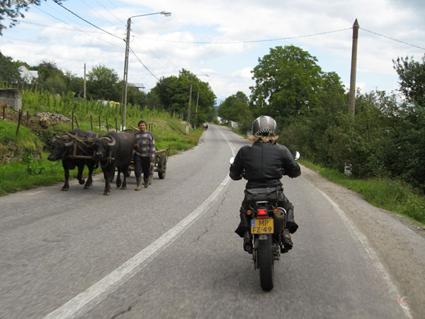 The Tricker and a ox-drawn wagon