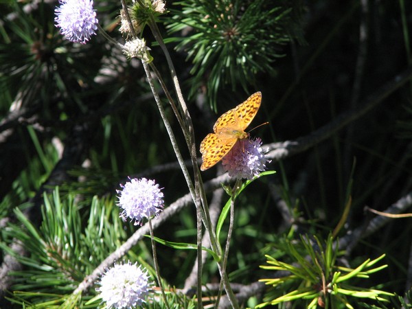 Oranje vlinder op lila bloem