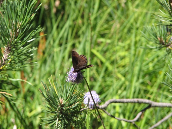 Donkere vlinder op lila bloem