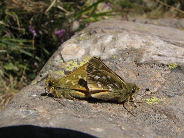 Twee copulerende vlinders