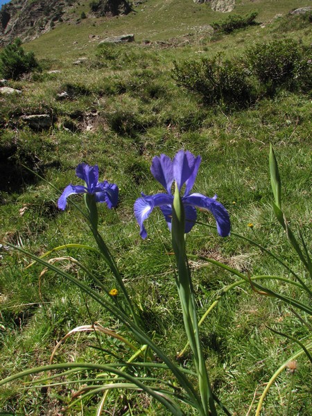 Blauwe Iris