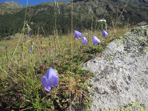 Blauw bloemetje