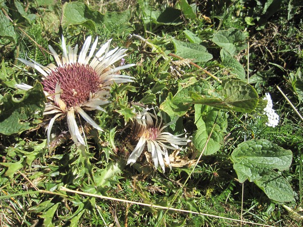 Vreemde roze met grauw-witte straalbloem