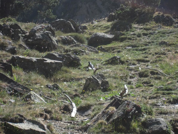 Stenig landschap met iets dat op een Raaf lijkt