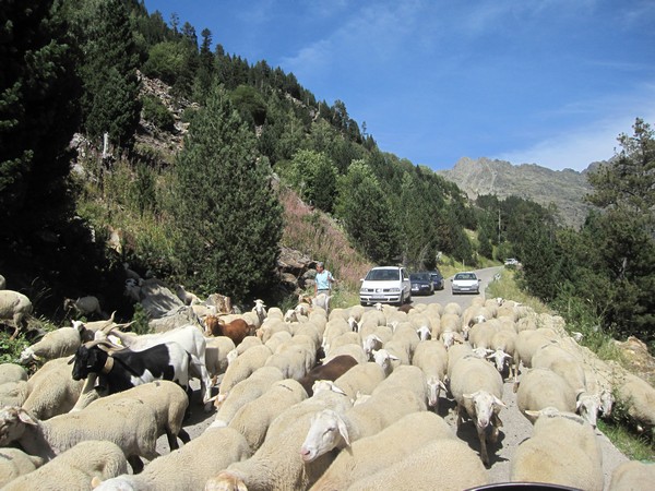 Schapen, auto's