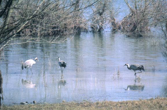 Kraanvogels in het water