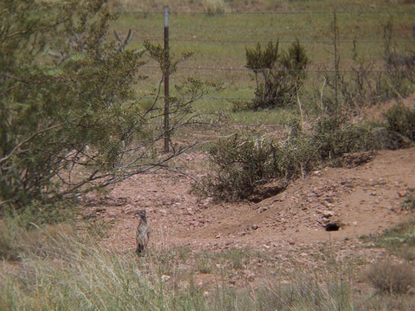 Roadrunner op kale woestijngrond