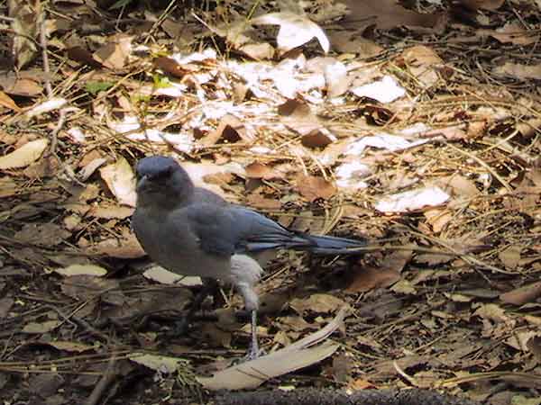 Aphelocoma ultramarina