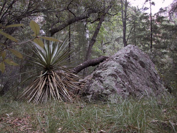 Omgevallen palm naast donkere rots