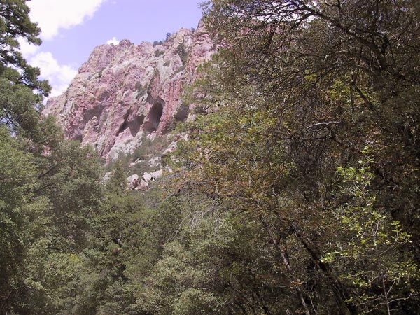 Rood-witte canyonwand met bos op voorgrond